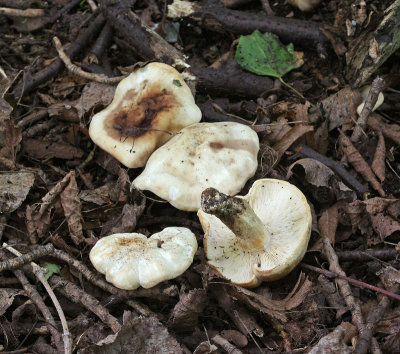 Calocybe gambosa St George's Mushroom AttenboroughNR May-07 RR