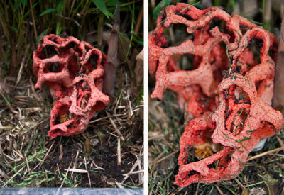 Clathrus ruber in bamboo Gedling garden Jun-12 DC