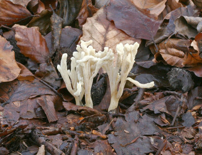 Clavulina rugosa Wrinkled Club Beech Morning Wood 12-1-07 RR