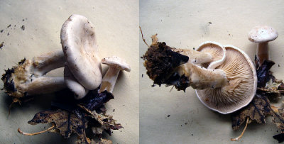 Clitocybe cerussata Funnel HaywoodOaks 10-07 HW