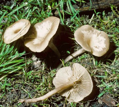 Clitocybe dicolor Lime University 11-11-84 HF