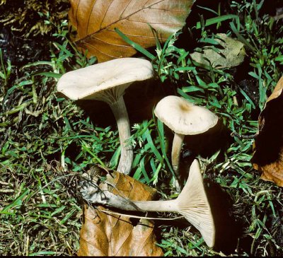 Clitocybe hydrogramma Lime University 4-11-84 HF