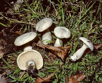 Clitocybe phyllophila University 11-8-84 HF