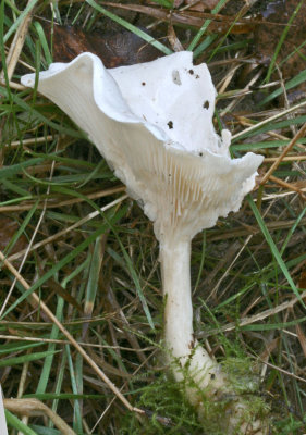 Clitopilus prunulus The Miller BestwoodCP 17-10-07 RR