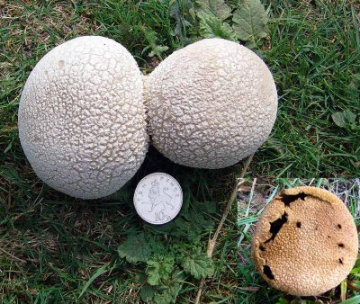 Handkea utriformis Mosaic Puffball WalkeringhamNR 09-05 HW