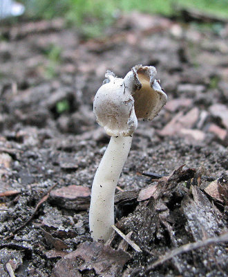 Helvella ephippium Broadleaf DrinkingPitLane 14-9-07 RR