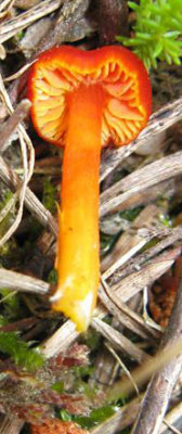 Hygrocybe miniata Vermilion Waxcap Budby Sep-10 Marion Bryce