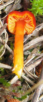 Hygrocybe miniata Vermilion Waxcap Budby Sep-10 Marion Bryce