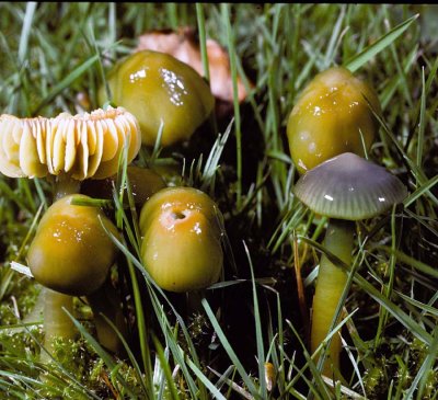 Hygrocybe psittacina Parrot Waxcap University 11-10-87 HF