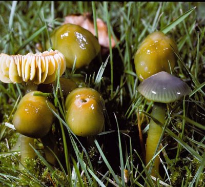 Hygrocybe psittacina Parrot Waxcap University 11-10-87 HF