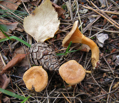 Hygrophoropsis aurantiaca 100 Acre Wood Sep-11 HW