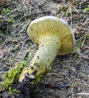 Hypomyces tulasneanus mould on Russula or Lactarius BestwoodCP Oct-07 RR