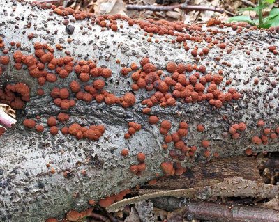 Hypoxylon fragiforme Beech Woodwart HannahParkWood 13-9-07 RR