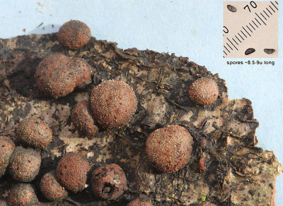 Hypoxylon howeianum on oak with Nectria episphaeria CuckneyHayWood Apr-10 RR.jpg