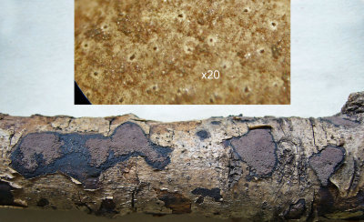 Hypoxylon petriniae showing ostioles with pale circles around CarltonWood HW