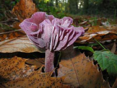 Laccaria amethystina Amethyst Deceiver ClumberPark Oct-07 Peter Smith