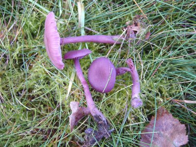 Laccaria amethystina BudbyHeath Nov-06 Howard Williams