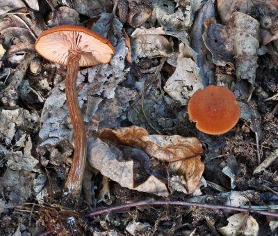 Laccaria proxima Scurfy Deceiver Broadleaf SherwoodForest 26-8-07 RR