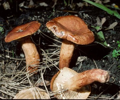 Lactarius britannicus Milkcap University 22-9-84 HF