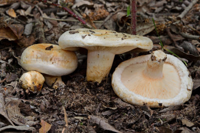 Lactarius pubescens Bearded Milkcap Lound Aug-11 John Brown