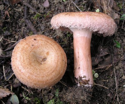 Lactarius torminosus Woolly Milkcap BestwoodCP 10-05 AW