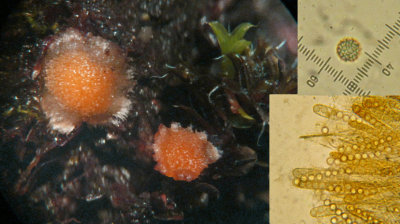 Lamprospora crouanii on moss BestwoodCP Nov-12-HW