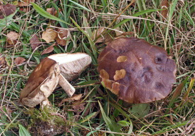 Leccinum scabrum Brown Birch Bolete AttenboroughNR 12-10-07 RR