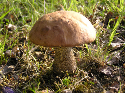 Leccinum versipelle Orange Birch Bolete BestwoodCP Summer 02