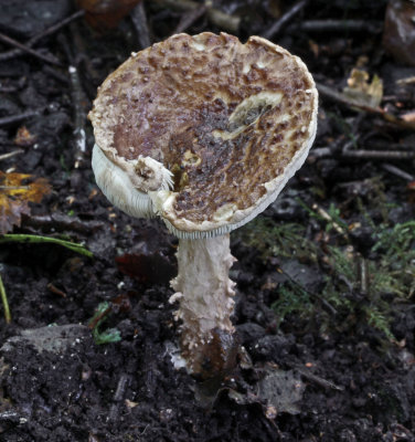 Lepiota fuscovinacea BestwoodMillLakes Oct-12