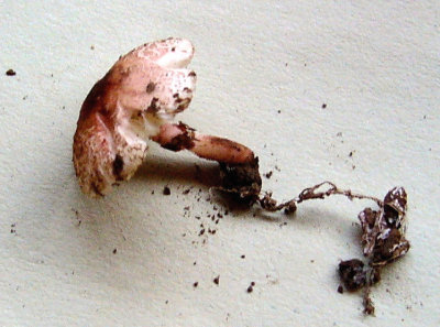 Lepiota lilacea with rhizomes CarltonWorksop May-06 Howard Williams