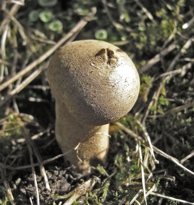 Lycoperdon lividum ScoftonPinesWindbreak 11-06 Howard Williams