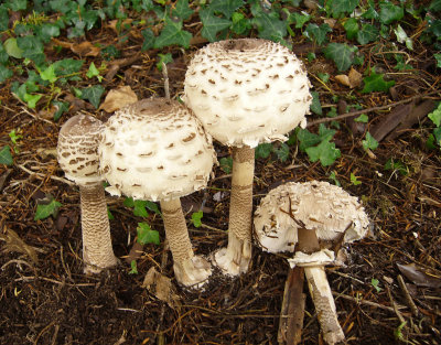 Macrolepiota procera MansfieldCemetery Howard Williams