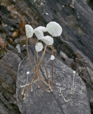 Marasmius epiphyllus Leaf Parachute Birch SellersWood 1-1-07 RR