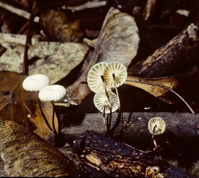 Marasmius rotala Collared Parachute University Sep-83 HF