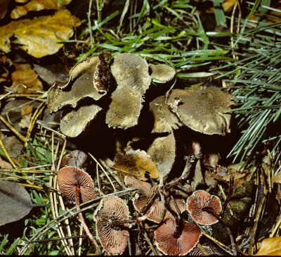 Melanophylum echinatum Dapperling University 12-11-83 HF