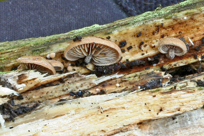 Melanotus horizontalis Hardwood SherwoodHeath 30-9-07 RR