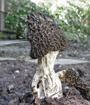 Morchella vulgaris Carlton-in-Lindrick Howard Williams