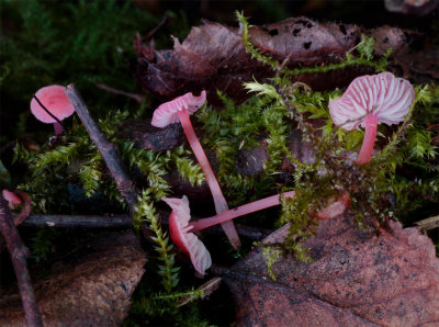 Mycena adonis var coccinea ClumberPark Sept-12 John Leach