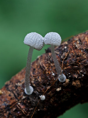 Mycena adscendens Frosty Bonnet ClumberPark Aug-11 John Brown