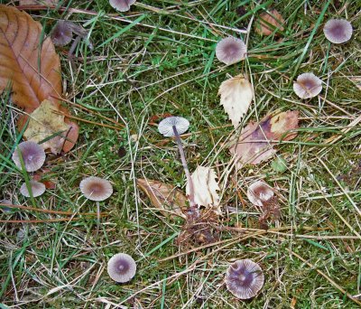 Mycena aetites Carburton Sep-10 Howard Williams