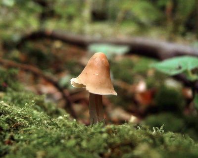 Mycena galericulata (immature) CarltonWood Howard Williams