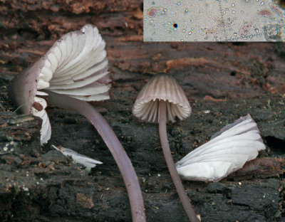 Mycena purpureofusca Rotten Pine NorthNotts 01-08 HW