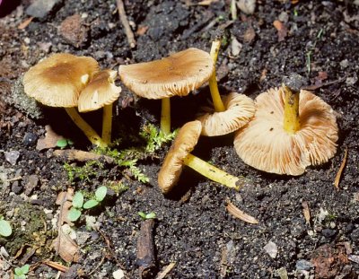 Mycena viscosa Bonnet University17-8-84 HF