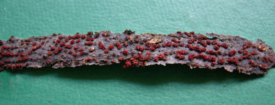 Nectria cinnabarina (sexual stage) Coral Spot on beech 100 AcreWoodNott HW
