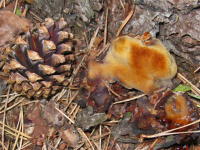 Phaeolus schweinitzii Dyers's Mazegill pine Budby Sep-10 Marion Bryce