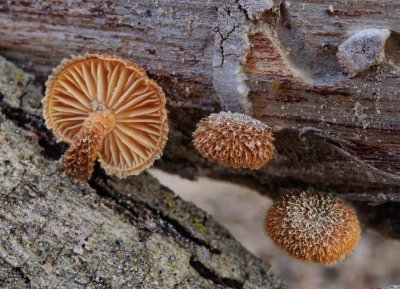 Phaeomarasmius erinaceus on willow Lound Mar-11 John Brown