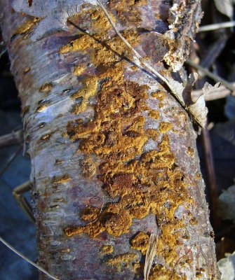 Phellinus ferruginosus Rusty Porecrust on birch 100AcreWood 01-06 HW