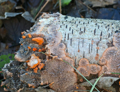 Phlebia tremellosa Jelly Rot SellersWood 9-12-06 RR