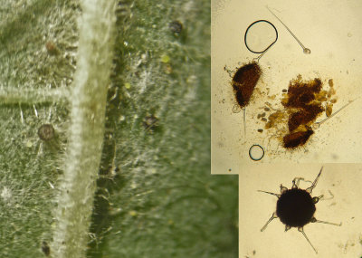 Phyllactinia guttata on hazel leaf Kirton Wood Nov-10 Howard Williams