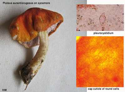 Pluteus aurantiorugosus on sycamore ClumberPark Sep-12